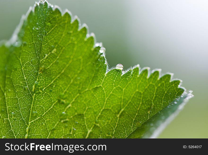 Macro Of Drop On Leaf