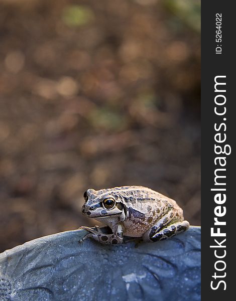 Frog found near the shore of Herdsman Lake, Wembley, Western Australia