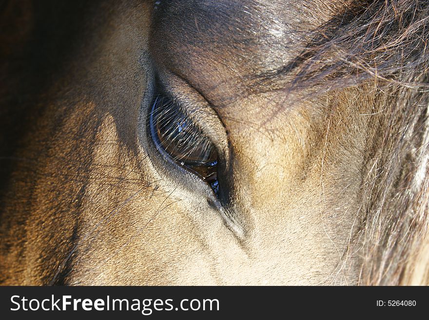 Close up of horse eye