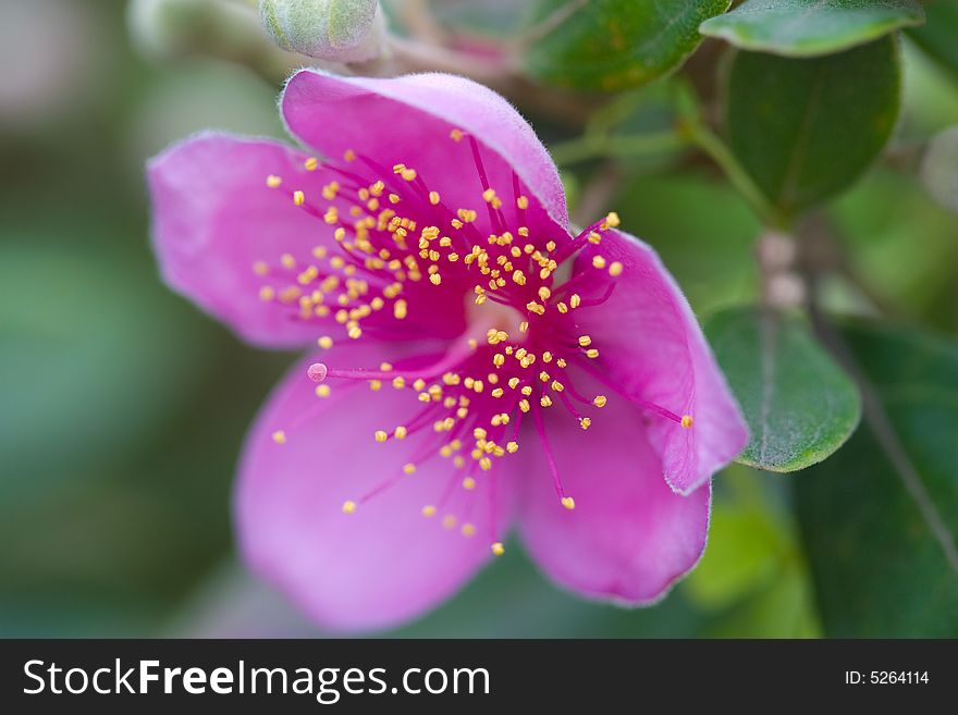 Red rosebush bloom brilliantly with many anthers and five petal