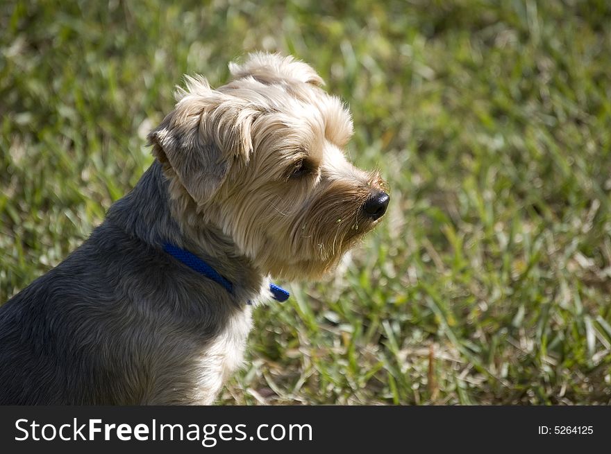 Portrait of a Yorkshire Terrier with grass in the background