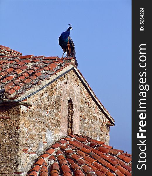 Peacock on a church