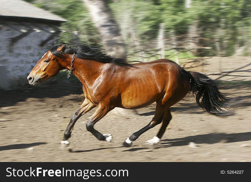 Running horse on blurred background