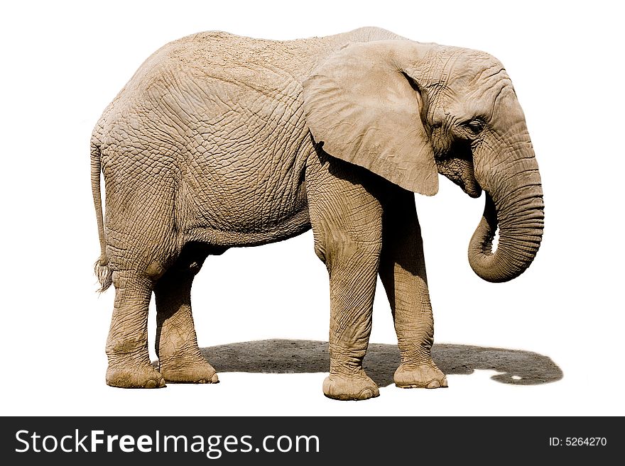 Real elephant isolated on white with clipping mask. Real elephant isolated on white with clipping mask