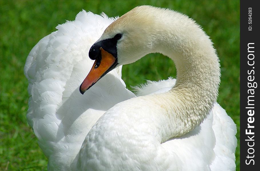Tender white swan against green grass