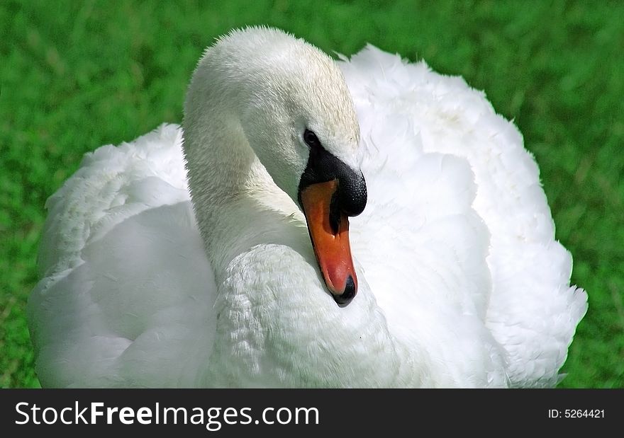 Tender white swan against green grass. Tender white swan against green grass