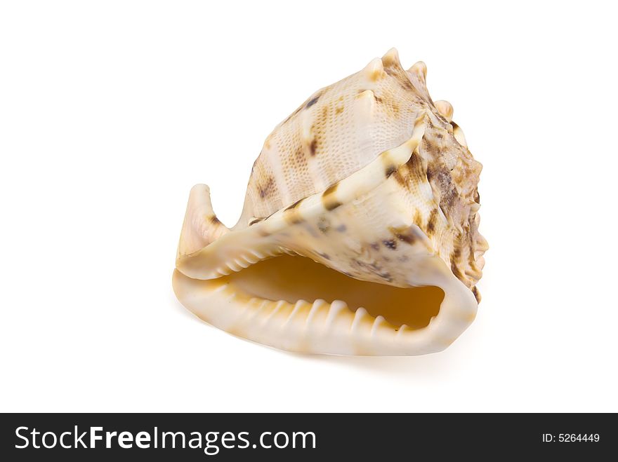 Prepared mollusk shell isolated on white with shadow
