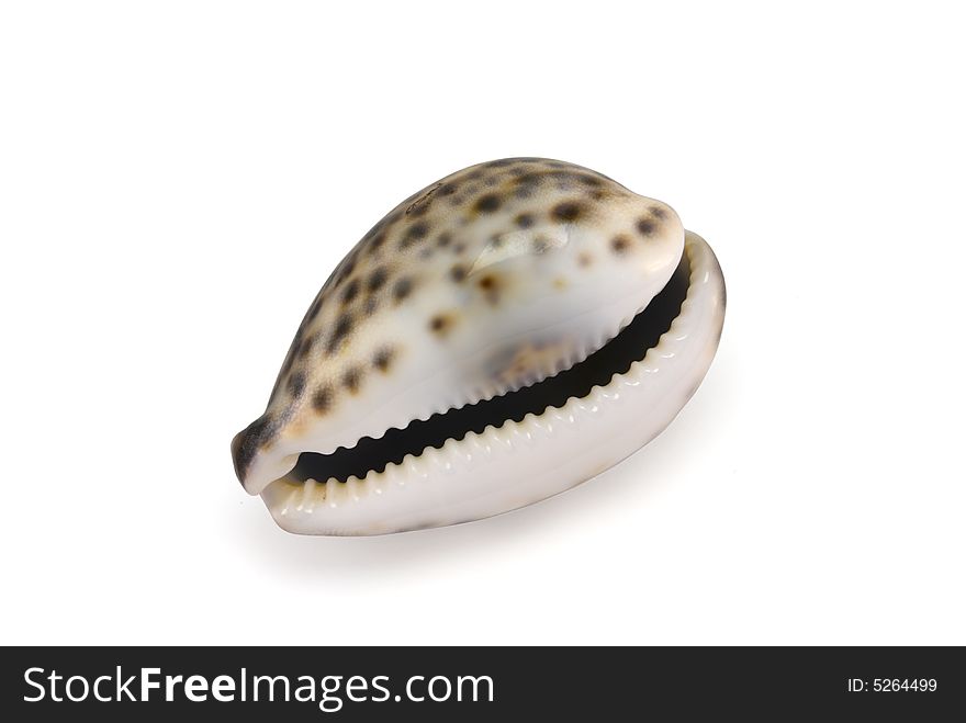 Prepared mollusk shell isolated on white with shadow