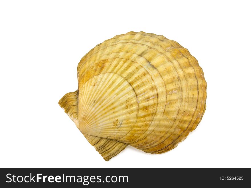 Prepared mollusk shell isolated on white with shadow