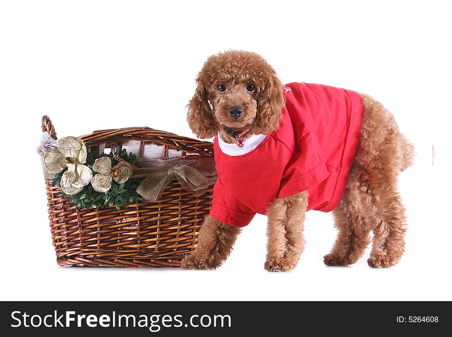 Toy poodle with puppy cut in large red T-shirt