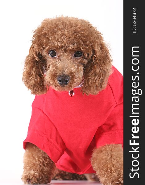 Toy poodle with puppy cut in large red T-shirt