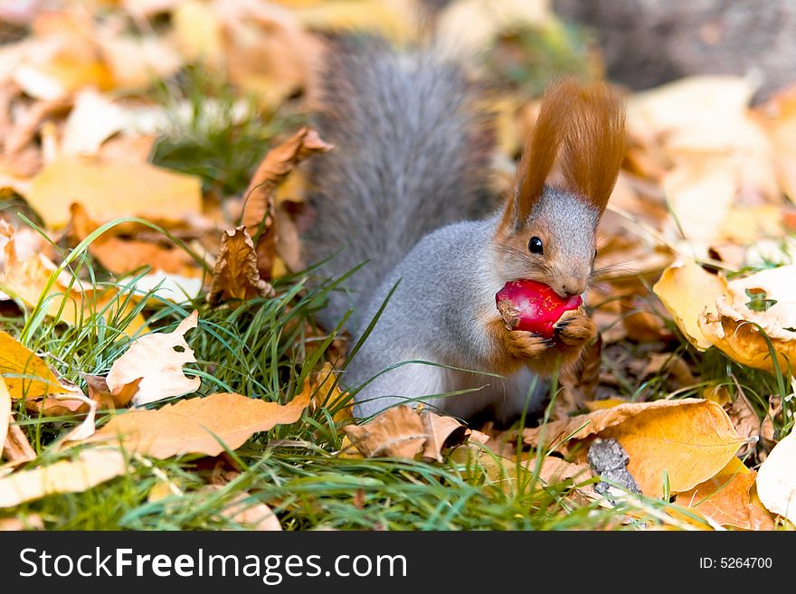 Gray squirrel sit in a autumn leaves 
and gnaws a peace of apple