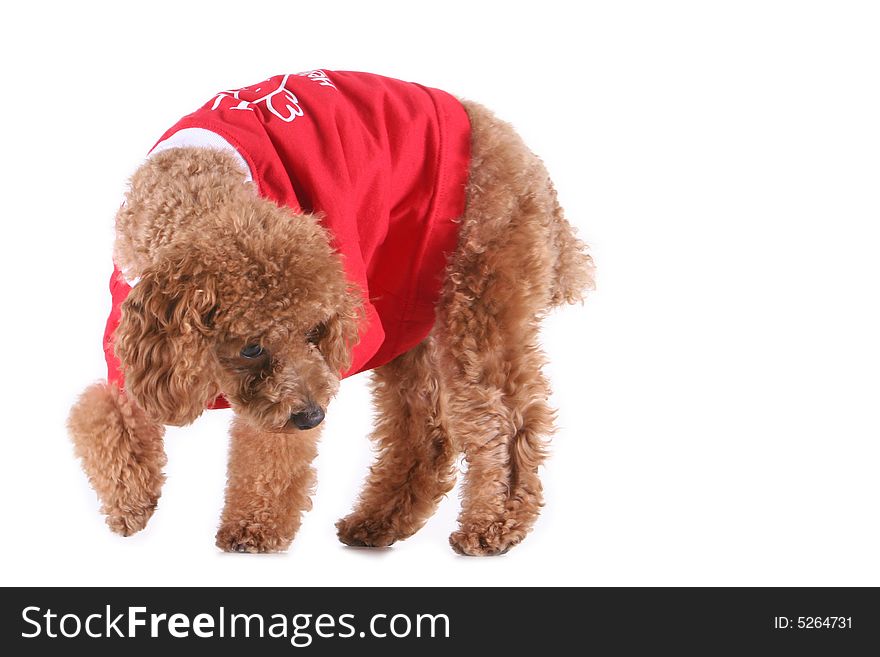 Toy poodle with puppy cut in large red T-shirt