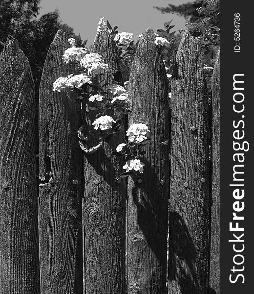 Flowers Hanging on the Wooden Fence. Flowers Hanging on the Wooden Fence