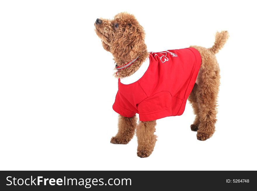 Toy poodle with puppy cut in large red T-shirt