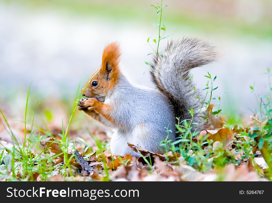 Gray squirrel sit in a autumn leaves and gnaws a peace of apple