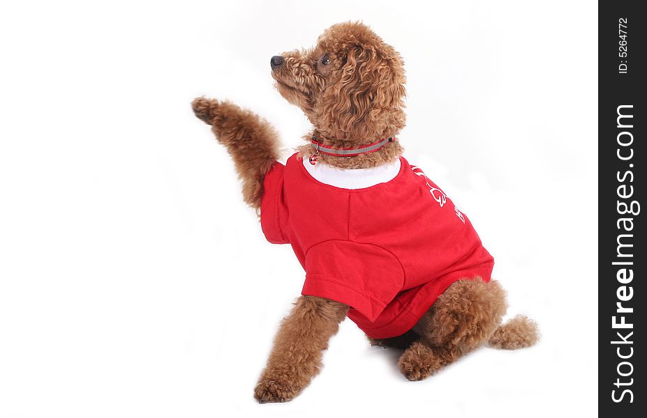 Toy poodle with puppy cut in large red T-shirt