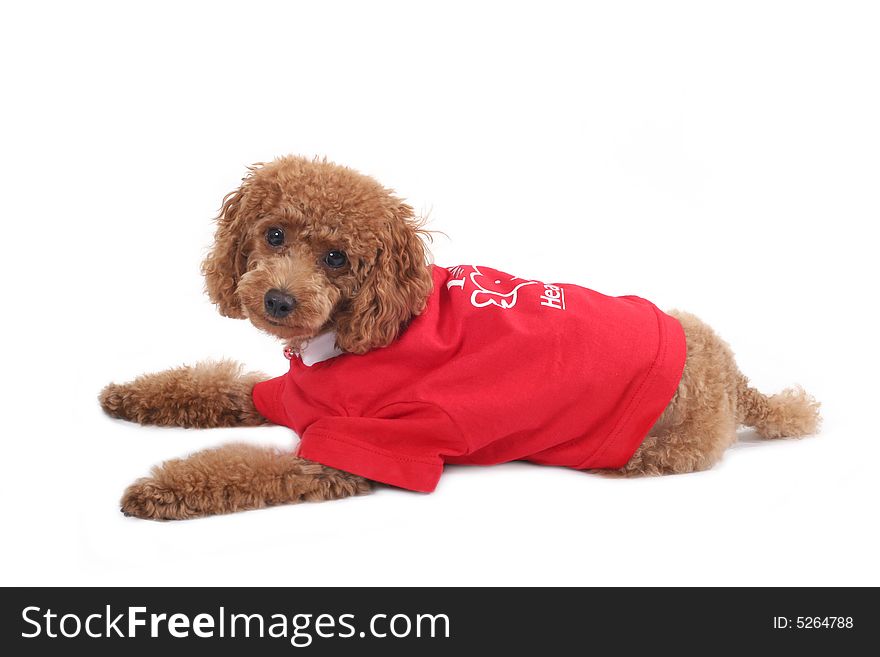 Toy poodle with puppy cut in large red T-shirt. Toy poodle with puppy cut in large red T-shirt