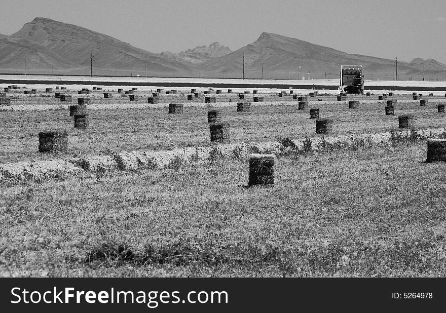 Bundles of hay ready for picking on a farm in southwestern Arizona