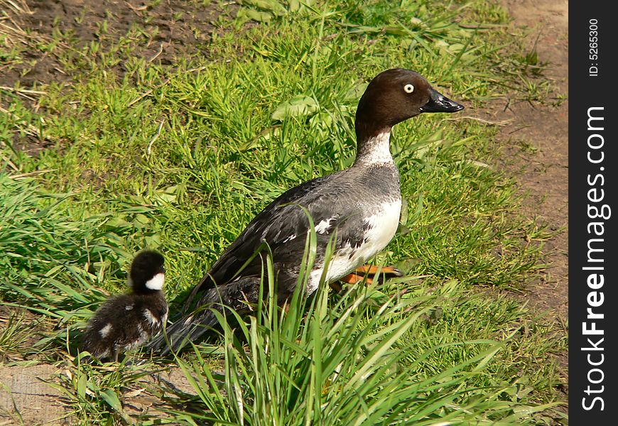 The female of duck with a nestling. The female of duck with a nestling.