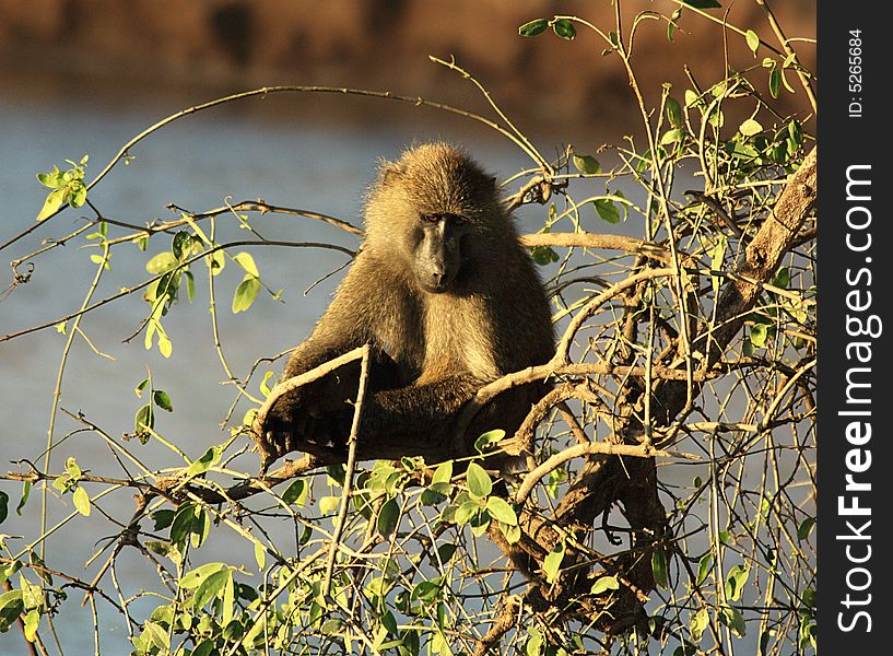 Close Up Of An Olive Baboon