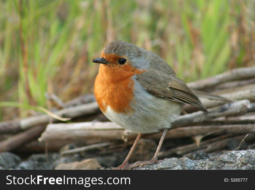 Redbreasted Robin walking through the dirt