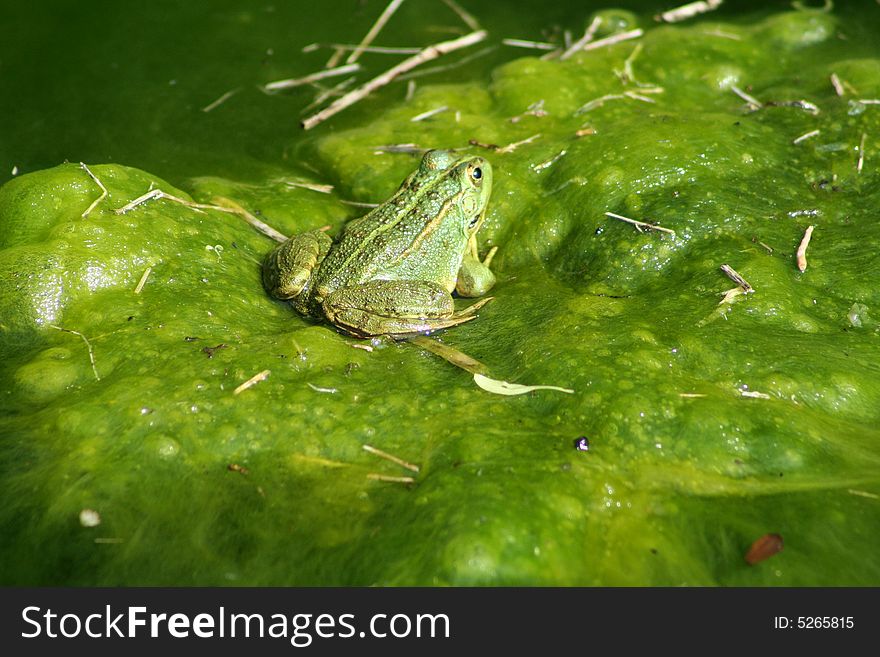 Green frog sun bathing on pond