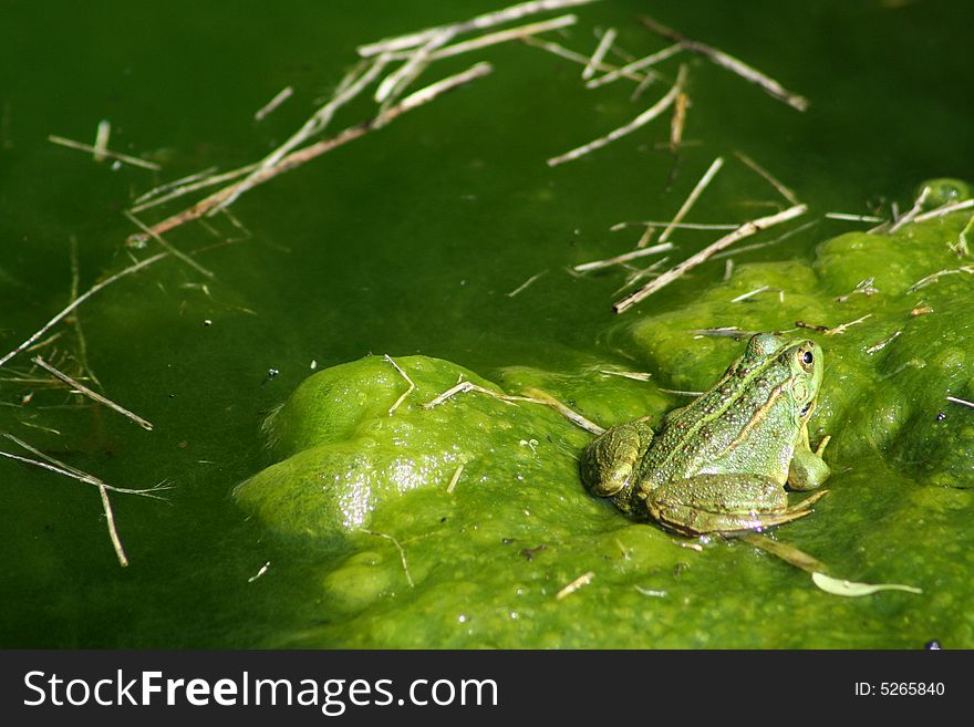 Green frog sun bathing on pond