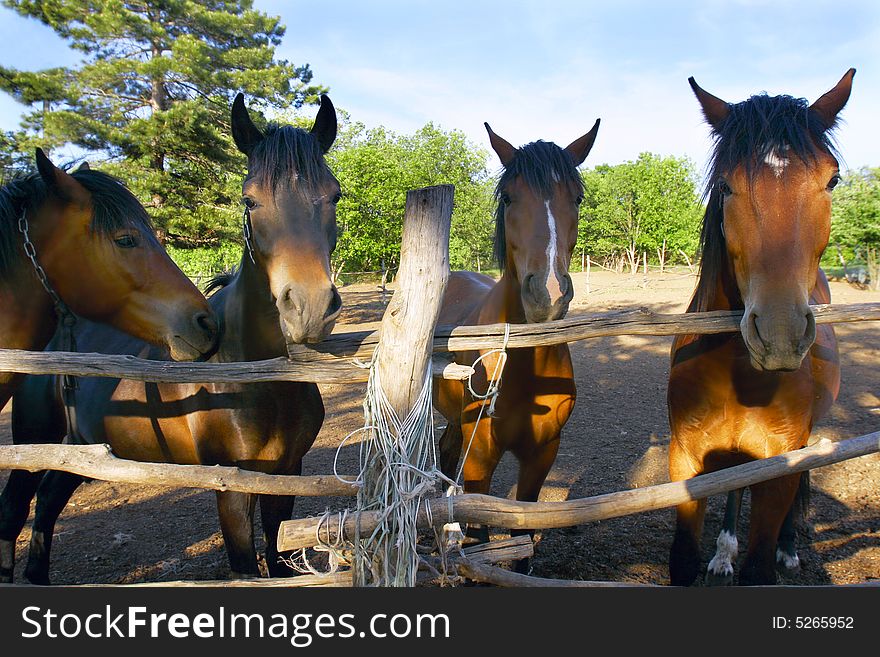 Close up of horses on farm