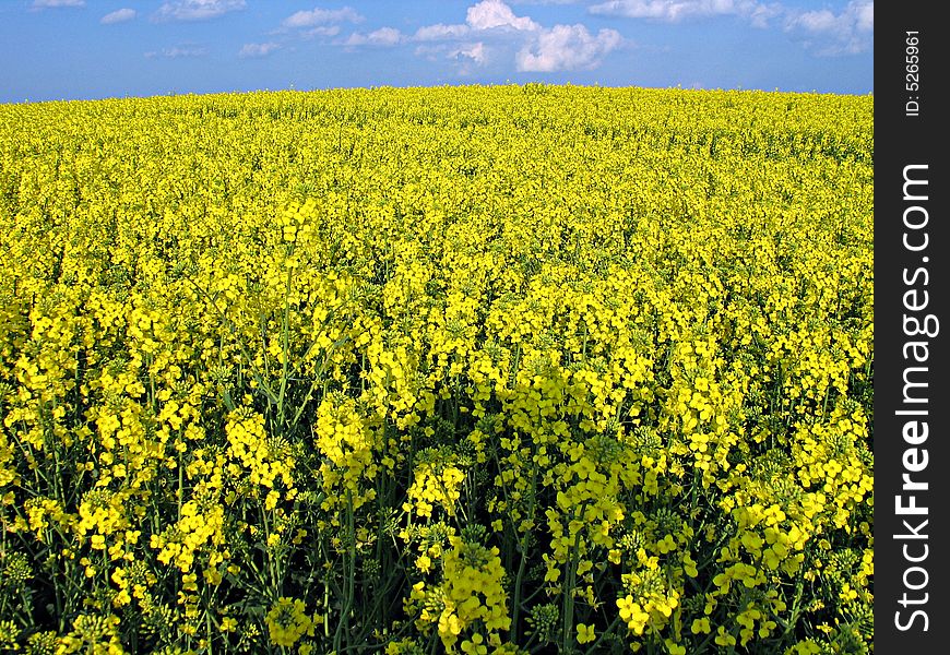 Blooming rape field in the spring - background