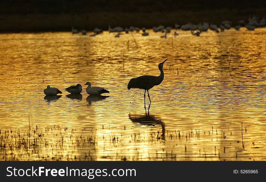 This image was taken at Bosque Del Apache, NM. This image was taken at Bosque Del Apache, NM