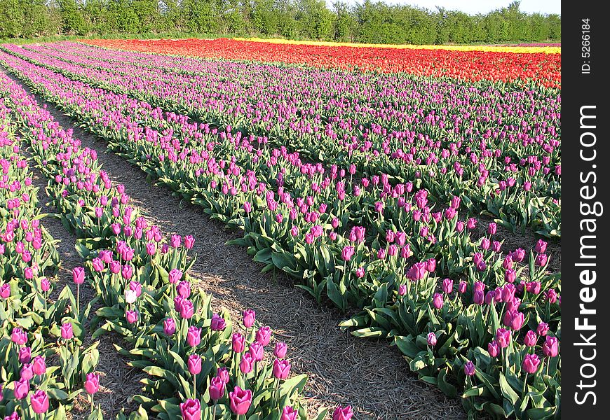 Field of tulip in the spring