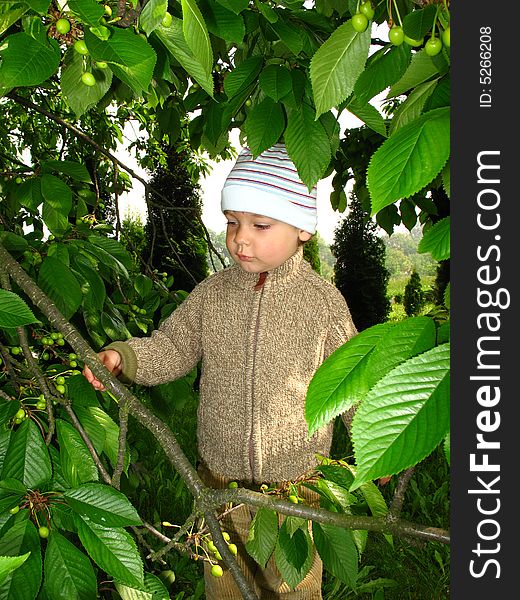 Little boy inspect cherrys. Toddler play under cherry tree. Little boy inspect cherrys. Toddler play under cherry tree.