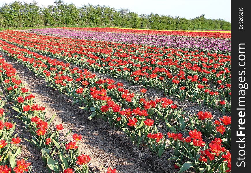 Field of red tulip in the spring