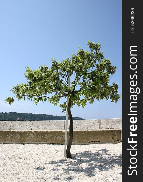 Olive tree with Blue Sky