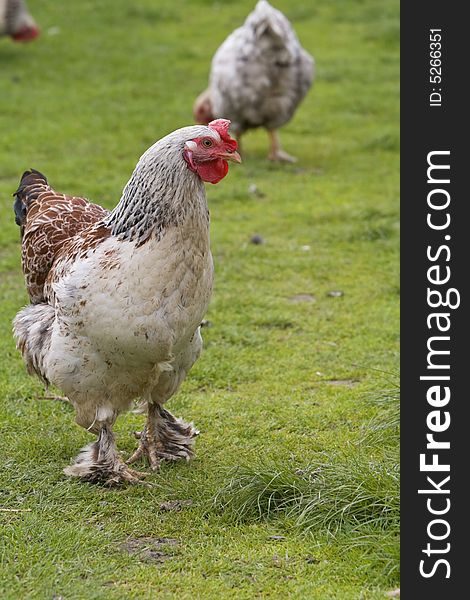 Rooster and hens in a yard.