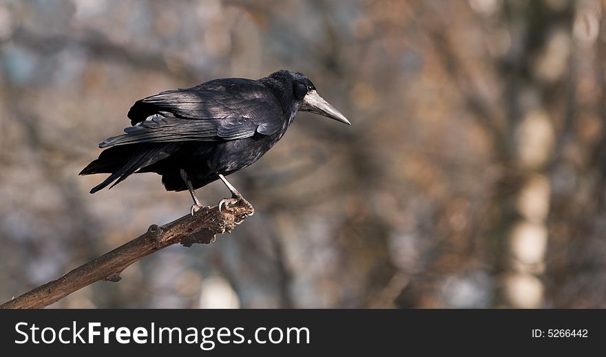 Shot of a crow on a twig in a forest.