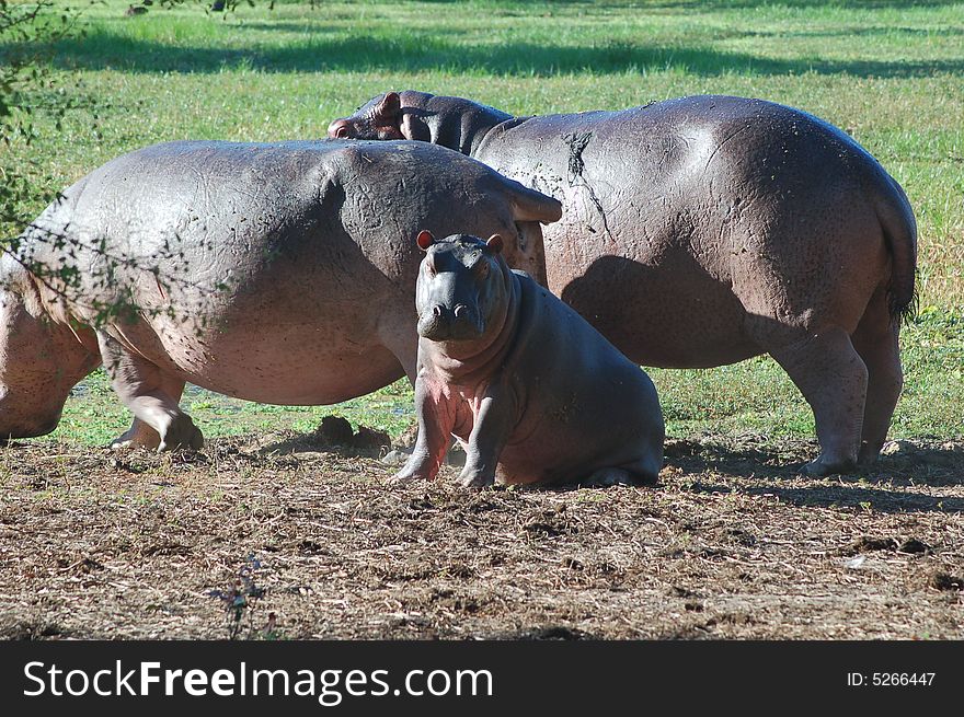 A hippopotamus family resting on the bank