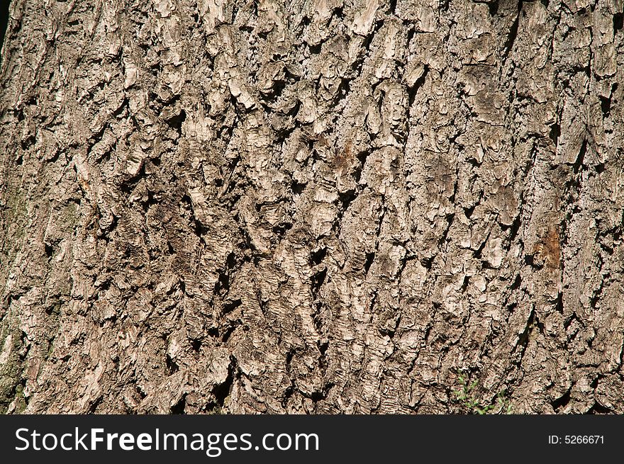 Grey oak bark on a sunny day