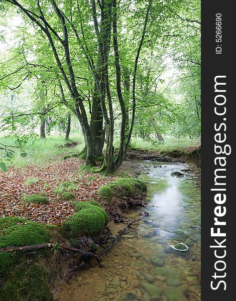 A small stream in a european forest, springtime, Italy. A small stream in a european forest, springtime, Italy.