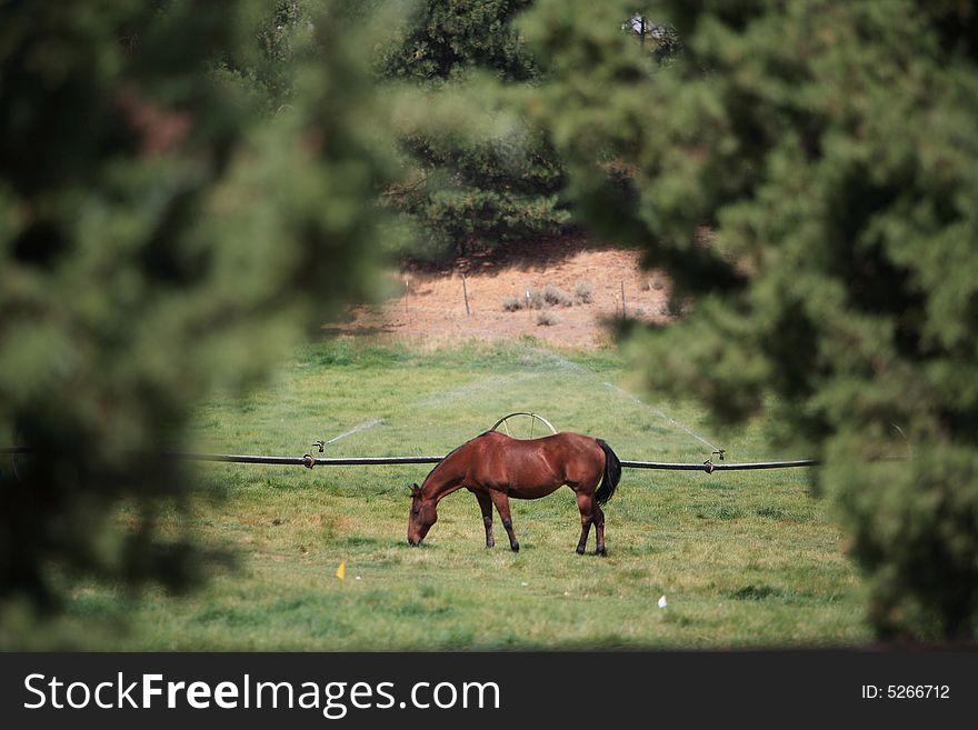 This image was taken on a 600 acre horse ranch in Bend, OR. This image was taken on a 600 acre horse ranch in Bend, OR