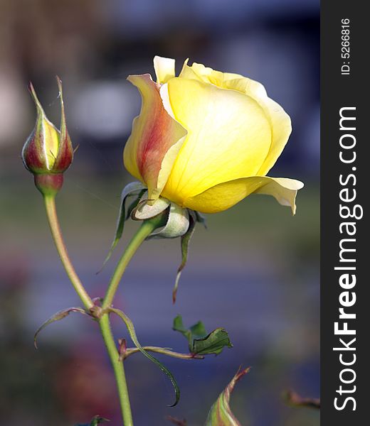 This a yellow rose it was taken in the rose gardens of Cowra 200 miles west of Sydney.