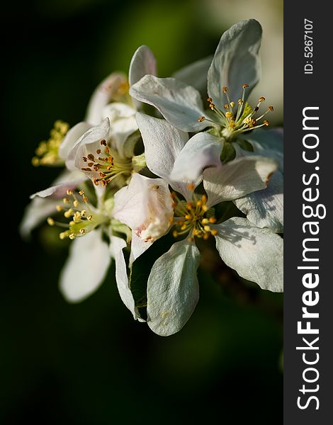 Artistic closeup photo of an apple blossom. Artistic closeup photo of an apple blossom.