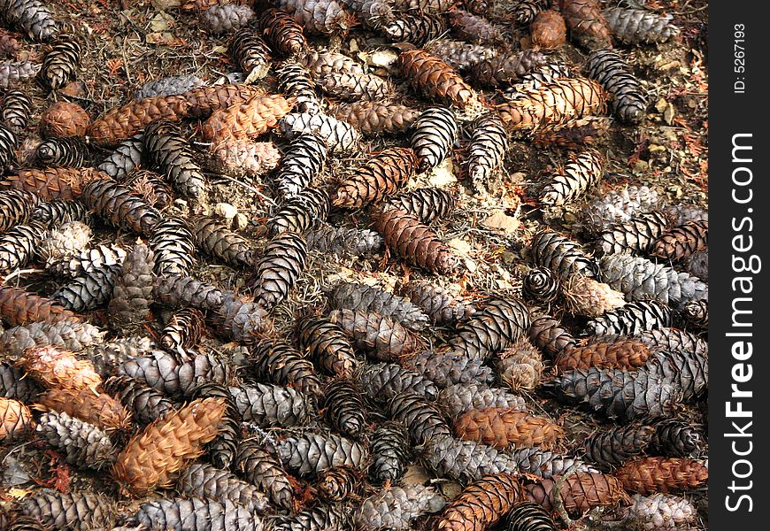 A carpet of pine cones in Bariloche, Argentina