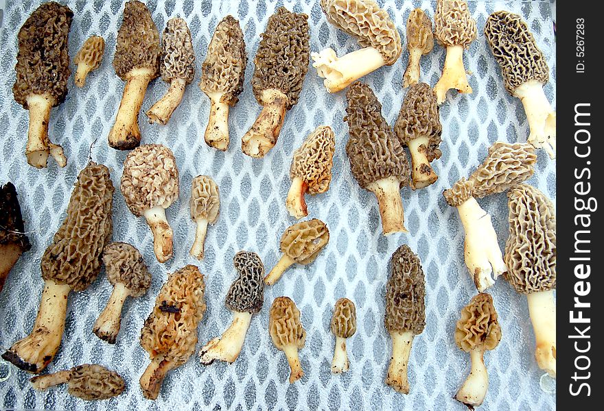 Collection of morels picked during a mushroom hunt. Collection of morels picked during a mushroom hunt.