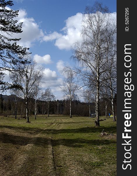 Russia, Bashkiria, Ural birch on road