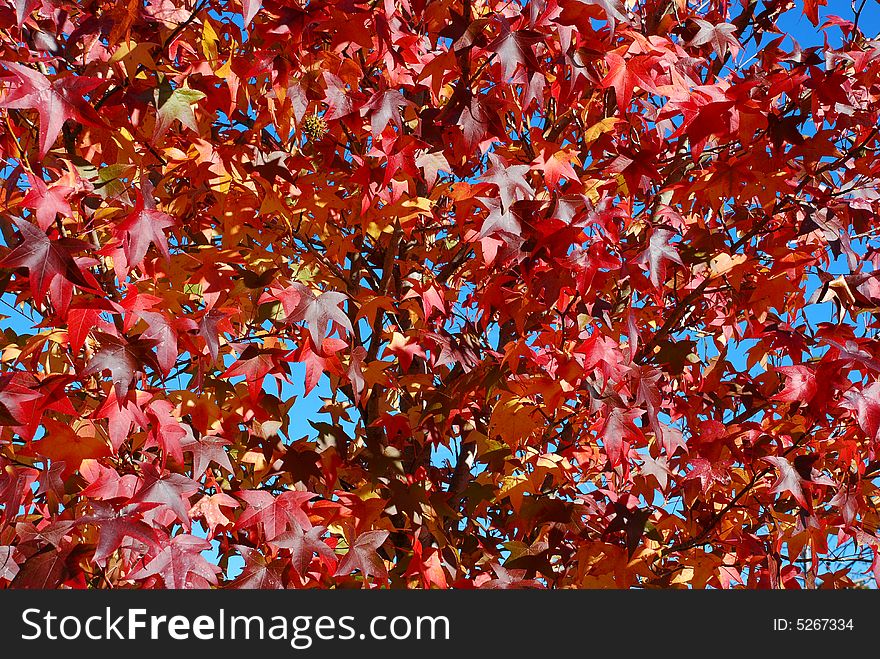 A close up of autumn leaves. A close up of autumn leaves