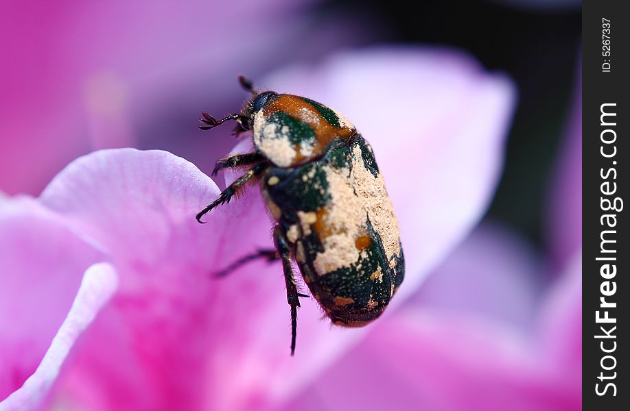 Flower And Beetle