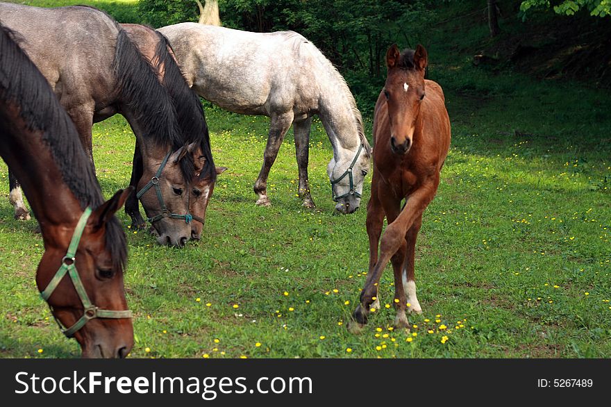 A small group of horses are out at grass