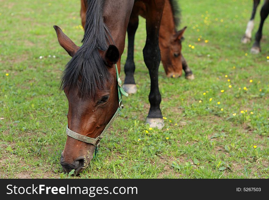 A horses are out at grass